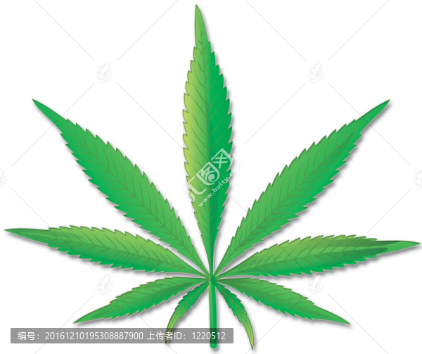 白底大麻葉