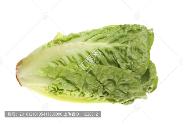 一顆小生菜