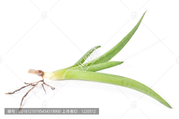 蘆薈