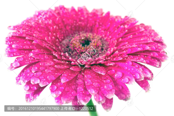 非洲菊