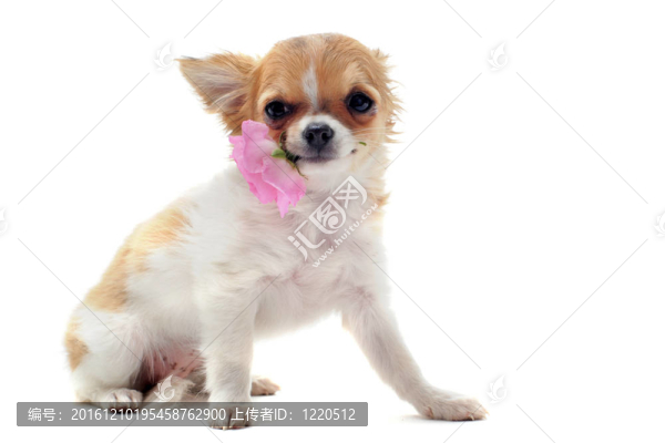 小狗奇瓦瓦和花