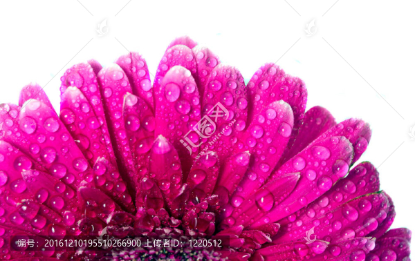 粉色非洲菊