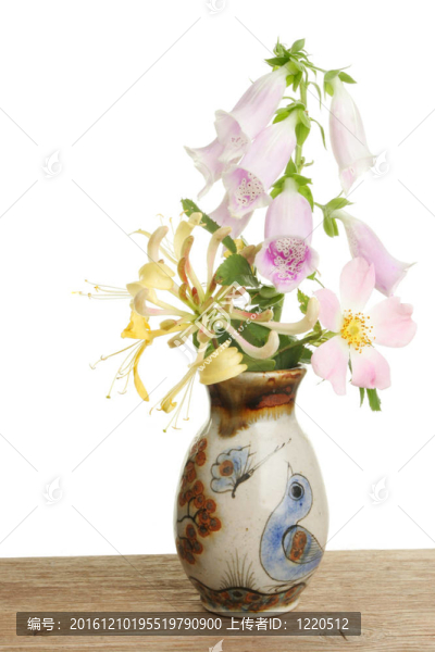 花卉盆栽
