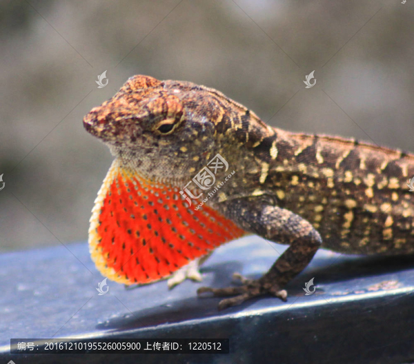 紅喉蜥蜴