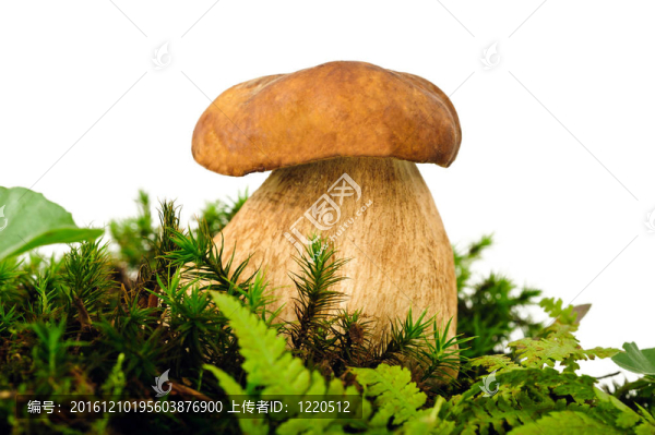 蘑菇（牛肝菌）