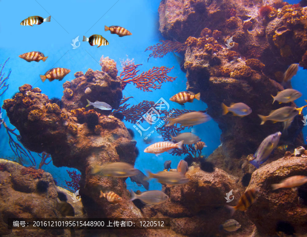 多姿多彩的水族生活