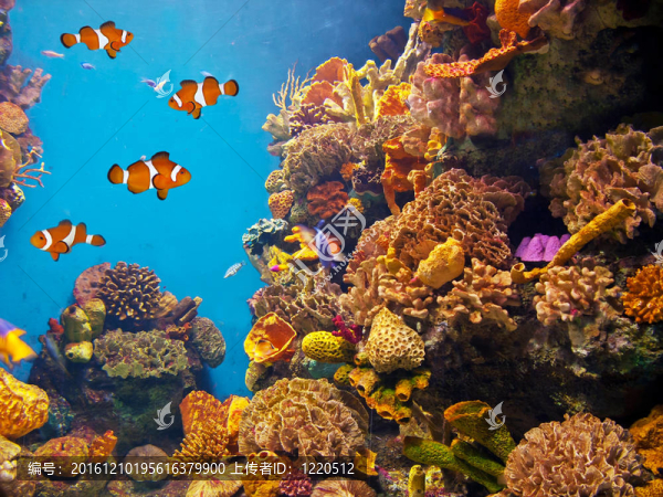 多姿多彩的水族生活