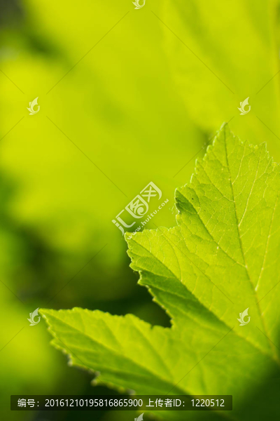 綠色的葉子。摘要自然背景