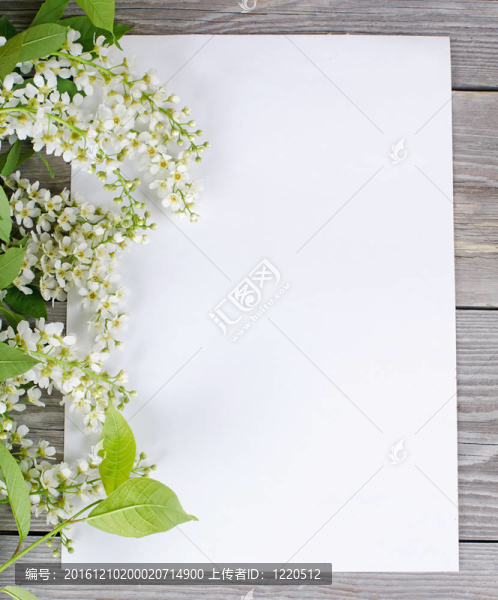 木表面鳥櫻桃枝