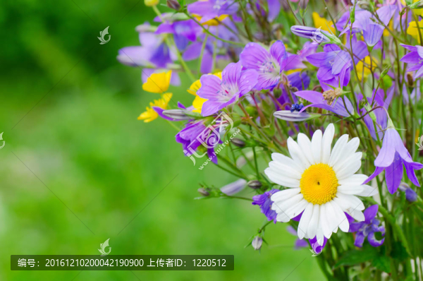 美麗的春天的花朵