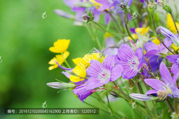 美麗的春天的花朵