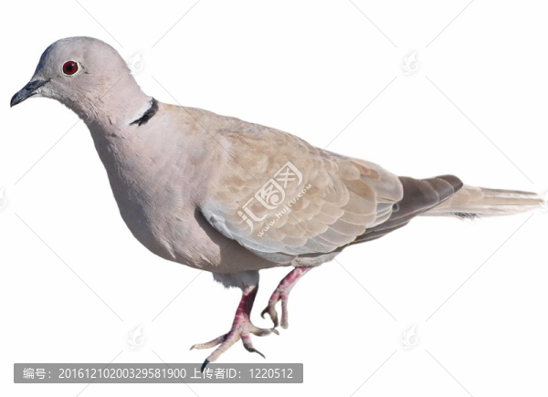 斑鳩白色隔離