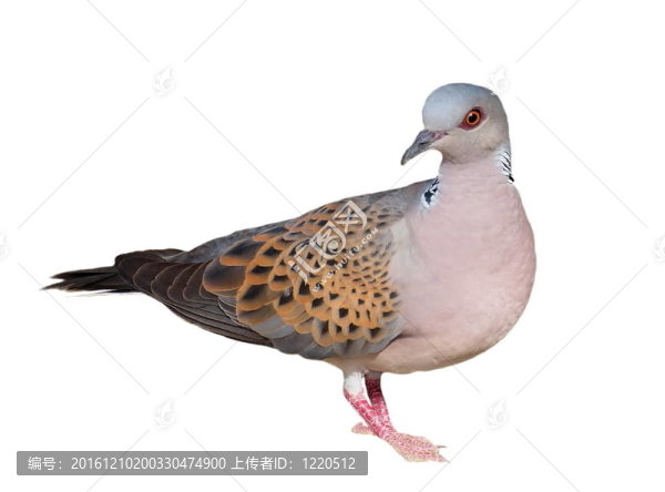 歐洲斑鳩