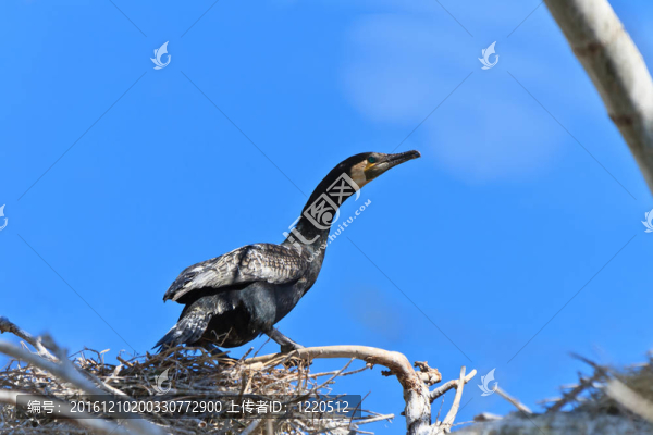 鸕鶿（Phalacrocorax,carbo）