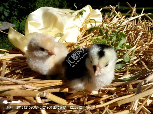 小雞小雞在鳥巢里