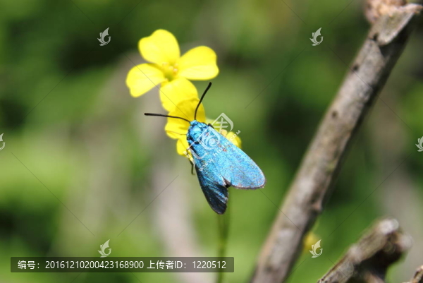 黃花藍(lán)蝶