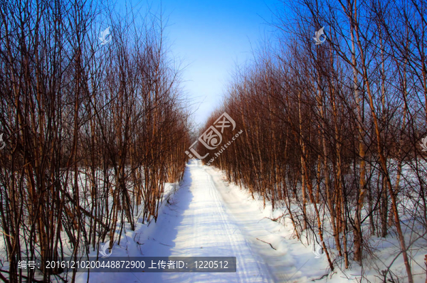 道路穿過樹林