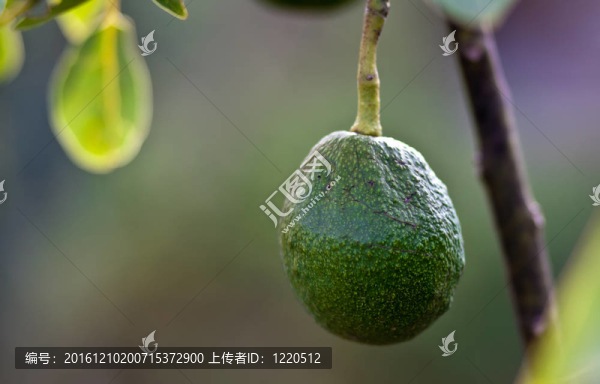 鱷梨
