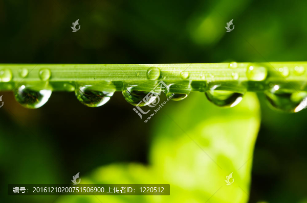 草葉上的水滴