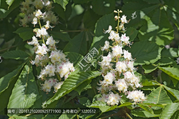 開花的栗樹
