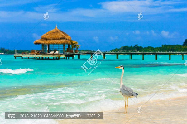 海灘上的蒼鷺