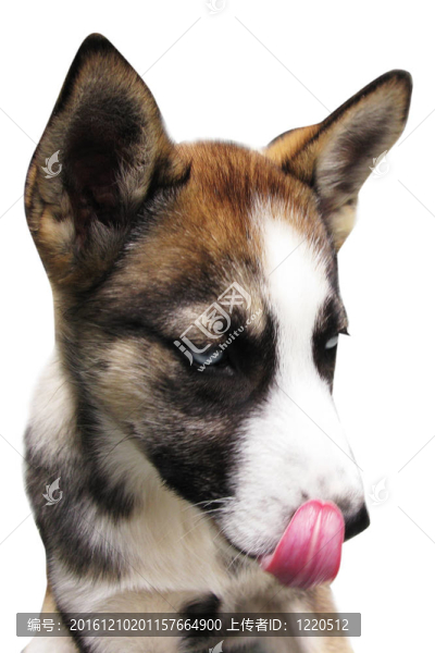 Husky的小狗
