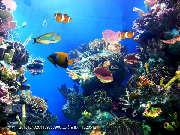 多姿多彩的水族生活