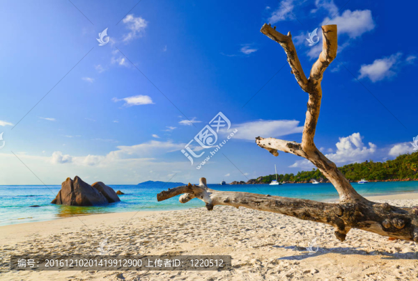 Anse,Lazio在塞舌爾海灘島普拉蘭島；