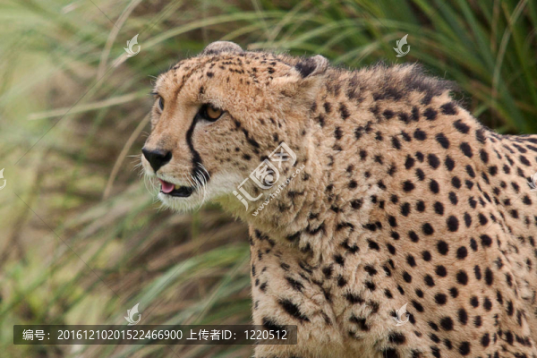 獵豹6635