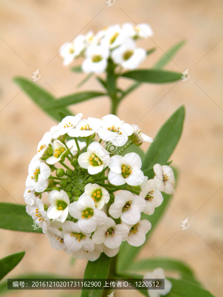 花田