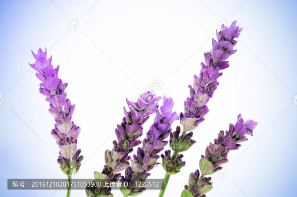 薰衣草