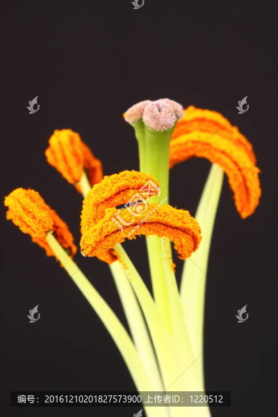 百合花的雄蕊