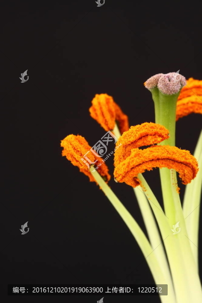 百合花的雄蕊
