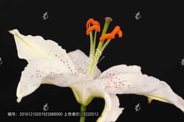 莉莉