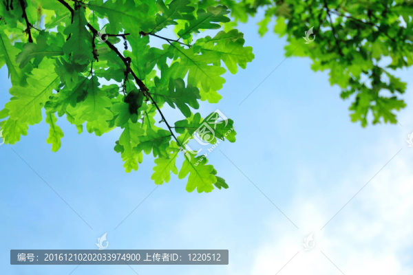 綠色的橡樹葉