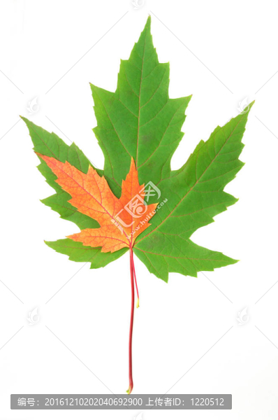 綠紅葉