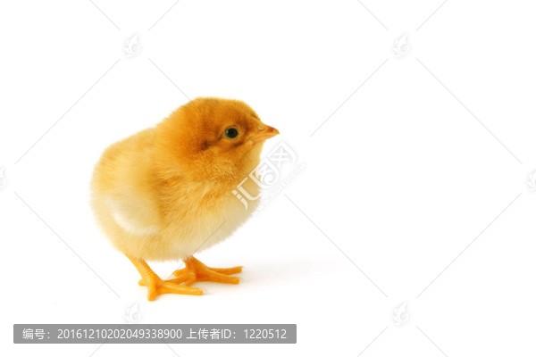 可愛的黃色小雞