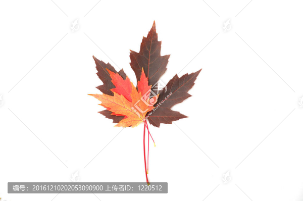 五顏六色的楓葉