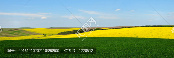 春田的頭