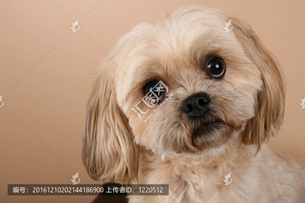 狗