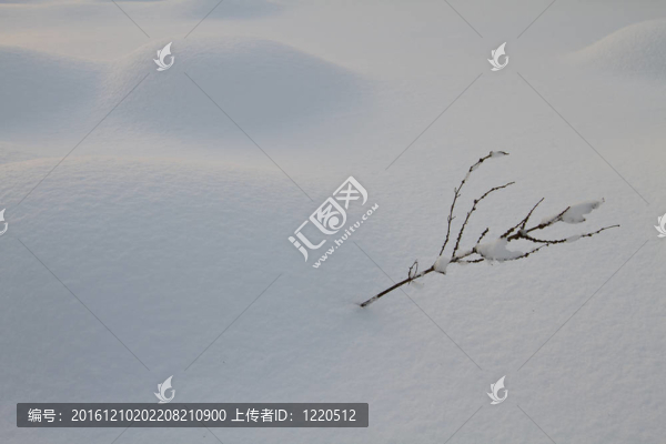 孤獨的分支