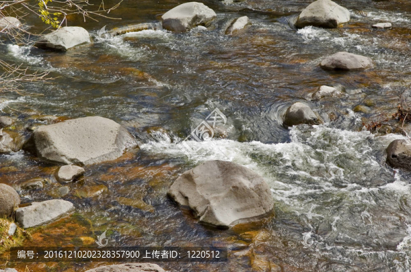 橡樹溪（特寫）