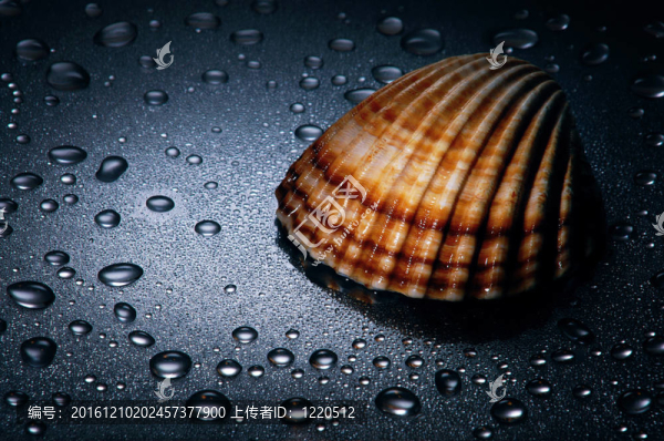 貝類；水滴；戲劇性的照明；關(guān)閉