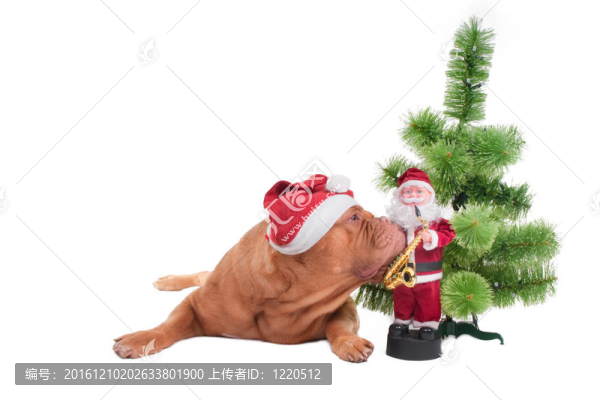 你知道Santa什么時(shí)候來嗎？