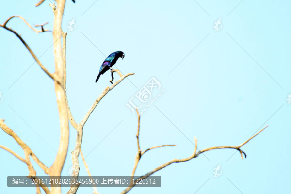 燦爛的椋鳥-,bigodi濕地-烏干達(dá)；非洲