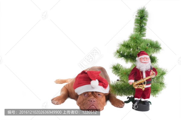 悲傷borgeaux等待Santa獒犬
