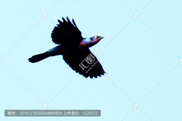 燦爛的椋鳥(niǎo)-,bigodi濕地-烏干達(dá)；非洲