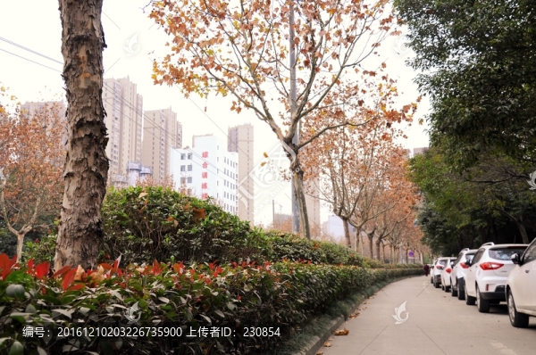 人行道,秋景