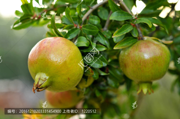 石榴果實(shí)