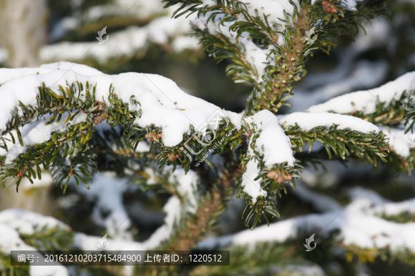 雪覆蓋的樅樹